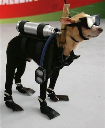 Dog in Scuba Diving Suit